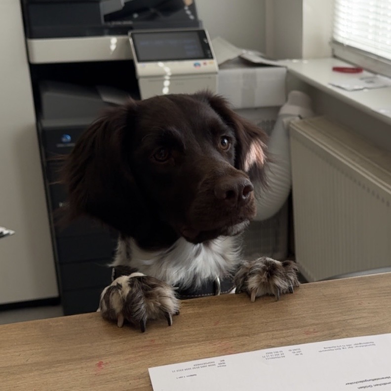 Der Firmenhund der arentis veranstaltungstechnik GmbH